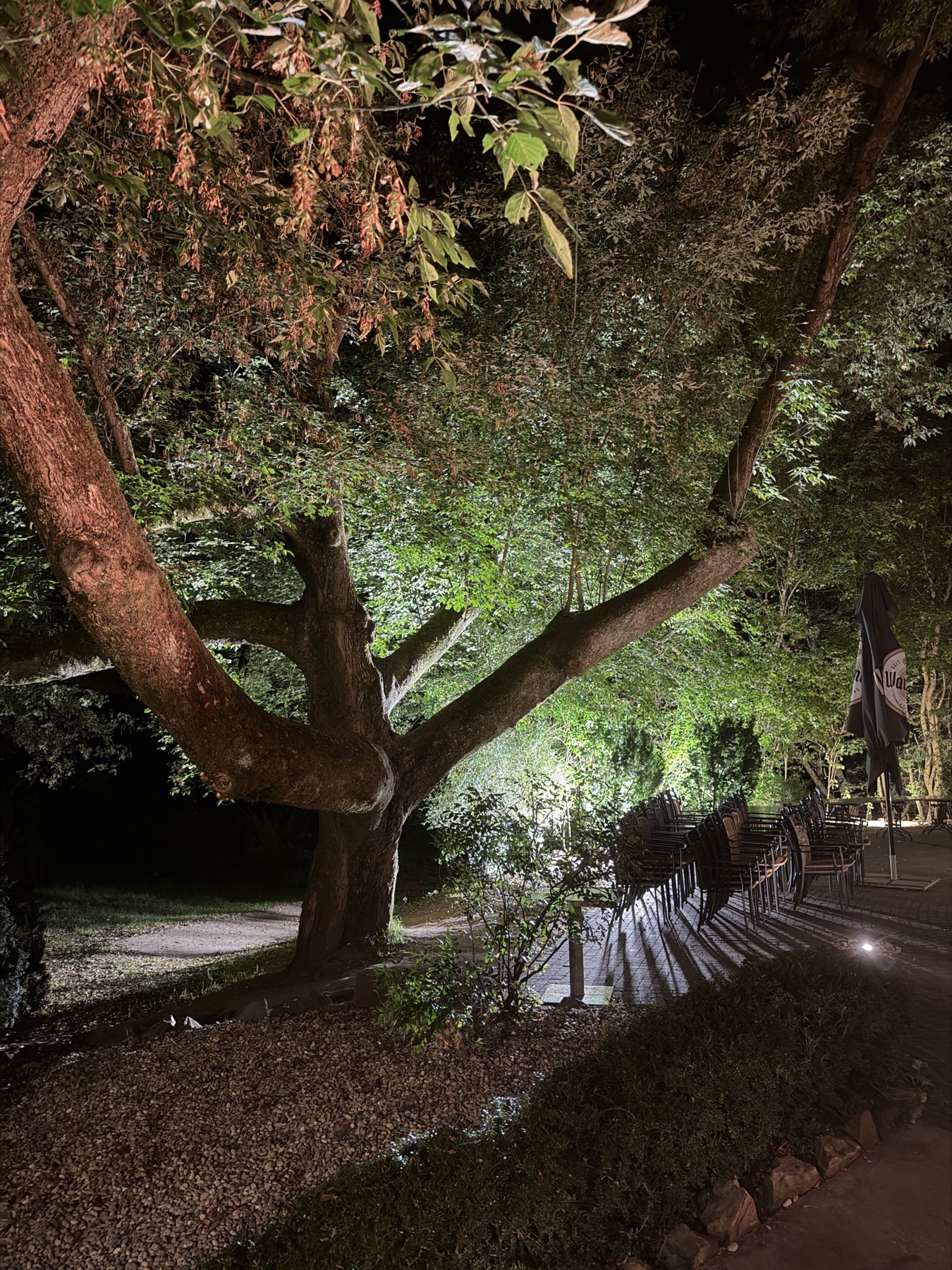 Stimmungsvoll beleuchteter Baum im Garten am Abend